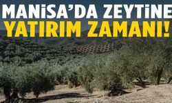 Şehzadeler’de zeytinlik almak isteyenlere fırsat! Satışa çıkarıldı
