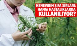 Kenevirin şifa sırları: Hangi hastalıklarda kullanılıyor?