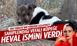 Ceylan Ertem sahiplendiği köpeğin adını Heval koydu