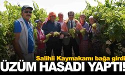 Salihli kaymakamı sultani üzüm hasadına katıldı
