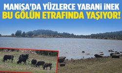Manisa'da yüzlerce yabani inek bu gölün etrafında yaşıyor!