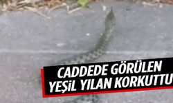 Şehir merkezinde caddede yılan paniği! Yaklaşık 1 metre uzunluğunda…