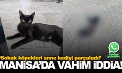 Vahim iddia… Manisa’da ‘sokak köpekleri anne kediyi parçaladı!’