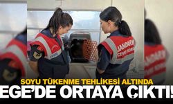 Soyu tükenme tehlikesi altında… Ege’de ortaya çıktı!