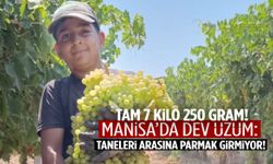 Taneleri arasına parmak girmeyen dev üzüm Manisa’da hasat edildi!