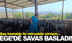Türkiye’de şap alarmı… Hayvanlar birer birer telef oluyor… Ege’de de mücadele başladı!