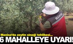 Manisa’da zeytin sineği tehlikesi… Müdürlükten uyarı var!