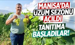 Manisa'da üzüm sezonu başladı! Üreticiler soluğu sosyal medyada aldı