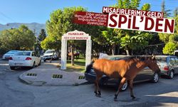 Yılkı atları Manisa'da şehir merkezine indi