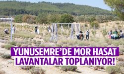 Yunusemre’de 7 dönümlük mor bahçede hasat başladı!