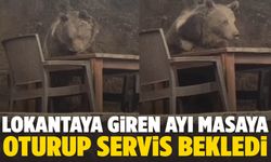 Lokantaya giren ayı masaya oturup servis bekledi