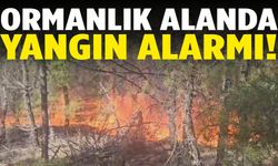 Denizli Buldan’da orman yangını alarmı