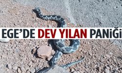 Ege’de dev yılan paniği! Boyunu görenler gözlerine inanamadı