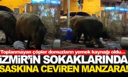 Toplanmayan çöpler domuzların yemek kaynağı oldu… İzmir’de şaşkına çeviren manzaralar!
