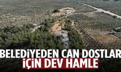 Manisa’da belediyeden sokak hayvanları için dev proje… 22 bin metrekare alanda kuruldu!!