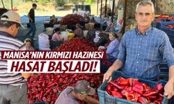 Her şeye lezzet katıyor… Manisa’da hasat başladı!