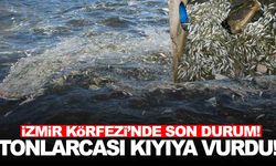 İzmir Körfezi’nde balık ölümleri yeniden başladı… Tonlarca balık kıyıya vurdu!