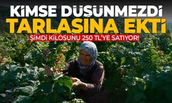 Kimse düşünmezdi... Tarlasına ekti! 1 dönümden 375 bin TL kazanıyor!