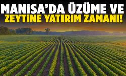 Manisa’da üzüm ve zeytin için yatırım fırsatı!