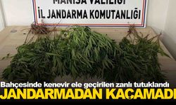 Manisa’da bahçede kenevir ele geçirildi… 1 şüpheli tutuklandı