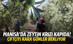 Manisa’da üzümden sonra zeytinde de büyük kayıp!