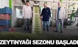 Manisa’da zeytinyağı sezonu başladı… İlk zeytinler fabrikalara geldi!