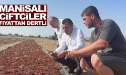 Manisalı çiftçi üzüm fiyatına böyle isyan etti: “Bu fiyatlarla düğünü nasıl yapayım?”