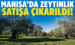 Manisa’da 5 dönüm zeytinlik satışa çıkarıldı!