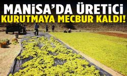 Manisa’da manzara değişti! Üretici kurutmaya yöneldi…