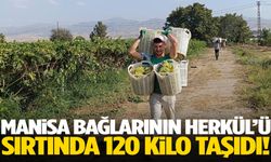 Manisa’da güç gösterisi! 120 kilo üzümü sırtında taşıdı!