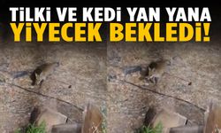 Manisa’da şaşırtan görüntü: Tilki ve kedi yan yana yiyecek bekledi