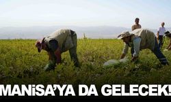 Muş’ta hasat başladı… Manisa’ya da gelecek!