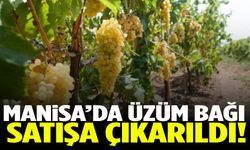 Manisa’da 7 bin 878 metrekarelik bağ satışa çıkarıldı!