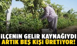 İlçenin geçim kaynağıydı… Artık sadece beş kişi üretiyor!