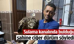 Sulama kanalında bulduğu şahine ciğer dürüm söyledi