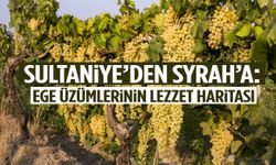 Sultaniye’den Syrah’a: Ege üzümlerinin lezzet haritası!