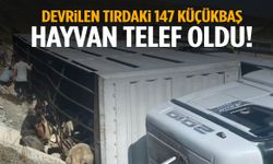 Tır devrildi… 147 küçükbaş hayvan telef oldu!