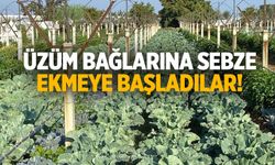 Üzüm bağlarına sebze ekmeye başladılar