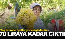Yaş üzümde fiyatlar yükseldi… Üretici çok memnun!