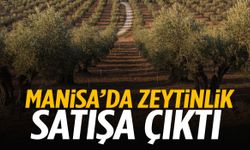 Yatırımcılar dikkat! Manisa’da zeytinlik satışa çıktı