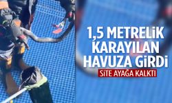 1,5 metrelik karayılan havuza girdi! Site ayağa kalktı…