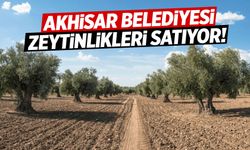 Akhisar Belediyesi zeytinlikleri satıyor!