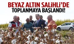 Beyaz altın Salihli’de toplanmaya başlandı!