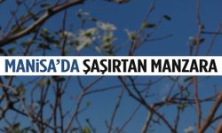 Bu görüntü Manisa’da çekildi! Ağacı o halde bulduğunda gözlerine inanamadı