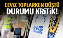 Ceviz topladığı sırada ağaçtan düştü! Ağır yaralandı