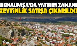Kemalpaşa’da zeytinlik satışa çıkarıldı!