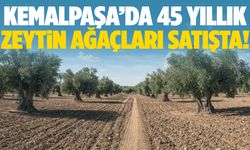 Kemalpaşa’da 45 yıllık zeytin ağaçları satışta!