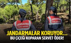 Jandarmalar koruyor… Bu çiçeği koparan servet öder!