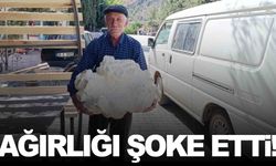 Konya’da bulunan mantar ağızları açık bıraktı!