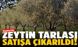 Manisa’da zeytinli tarla satışa çıktı… Alıcılarını bekliyor!